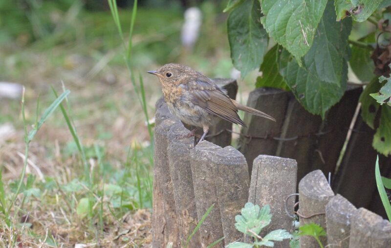 Jeune Rougegorge familier