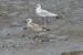 1-Goéland cendré | Larus canus | Mew Gull
