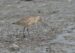 2-Barge rousse | Limosa lapponica | Bar-tailed Godwit