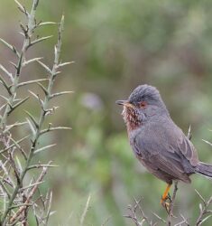 Journées Ornithologiques Normandes 2025