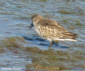 Bécasseau semipalmé (Calidris pusilla) de première année