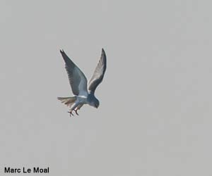 Élanion blanc (Elanus caeruleus)