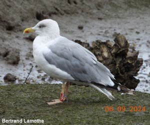 Goéland cantabrique (Larus michahellis lusitanius) adulte)