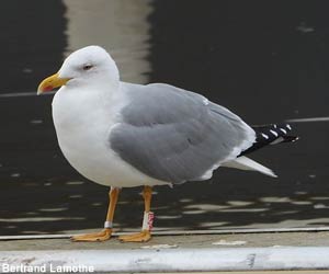 Goéland cantabrique (Larus michahellis lusitanius) adulte