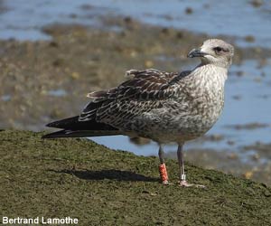 Goéland cantabrique (Larus michahellis lusitanius) de premier hiver