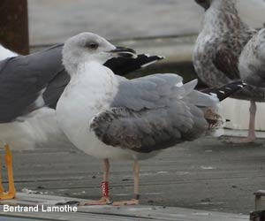 Goéland cantabrique (Larus michahellis lusitanius) de second hiver