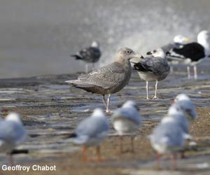 Goéland bourgmestre (Larus hyperboreus)