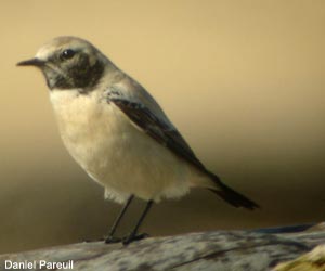 Traquet du désert (Oenanthe deserti)