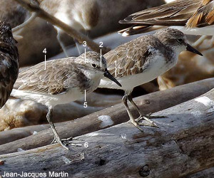 Bécasseaux semipalmés (Calidris pusilla) de second cycle (= adultes en hiver) Bécasseaux semipalmés (Calidris pusilla) de second cycle (= adultes en hiver)