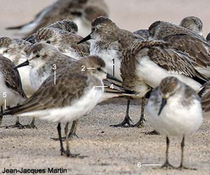 Bécasseaux semipalmés (Calidris pusilla) de second cycle (= adultes en hiver) écasseaux semipalmés (Calidris pusilla) de second cycle (= adultes en hiver)