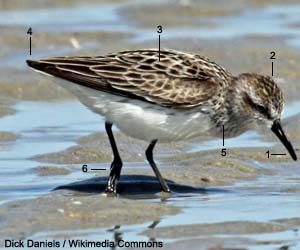 Bécasseau semipalmé (Calidris pusilla) adulte en plumage nuptial Bécasseau semipalmé (Calidris pusilla) adulte en plumage nuptial