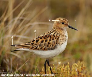 Bécasseau minute (Calidris minuta) de troisième cycle (adulte en plumage nuptial) width=