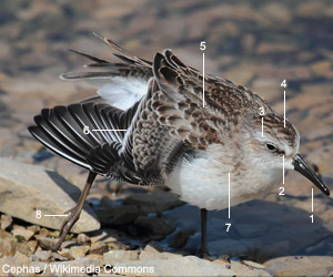 Bécasseau semipalmé (Calidris pusilla) de premier cycle (juvénile ou premier hiver) Bécasseau semipalmé (Calidris pusilla) de premier cycle (juvénile ou premier hiver)