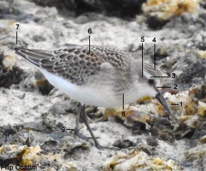 Bécasseau semipalmé (Calidris pusilla) de premier cycle (juvénile ou premier hiver) Bécasseau semipalmé (Calidris pusilla) de premier cycle (juvénile ou premier hiver)