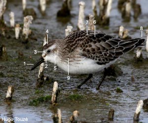 Bécasseau semipalmé (Calidris pusilla) de premier cycle (juvénile ou premier hiver)) Bécasseau semipalmé (Calidris pusilla) de premier cycle (juvénile ou premier hiver)