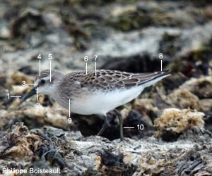 Bécasseau semipalmé (Calidris pusilla) de premier cycle Bécasseau semipalmé (Calidris pusilla) de premier cycle