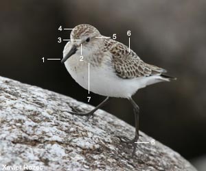 Bécasseau semipalmé (Calidris pusilla) de premier cycle Bécasseau semipalmé (Calidris pusilla) de premier cycle