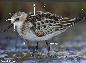 Bécasseau minute (Calidris minuta) de premier cycle (juvénile ou premier hiver) Bécasseau minute (Calidris minuta) de premier cycle (juvénile ou premier hiver)