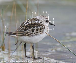 Bécasseau minute (Calidris minuta) de premier cycle (juvénile ou premier hiver) Bécasseau minute (Calidris minuta) de premier cycle (juvénile ou premier hiver)