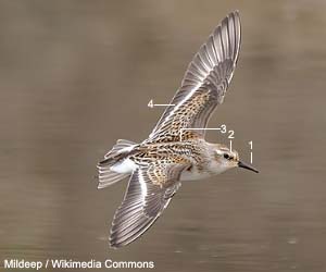 Bécasseau minute (Calidris minuta) de premier cycle (juvénile ou premier hiver) Bécasseau minute (Calidris minuta) de premier cycle (juvénile ou premier hiver)