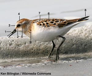 Bécasseau minute (Calidris minuta) de premier cycle (juvénile ou premier hiver) Bécasseau minute (Calidris minuta) de premier cycle (juvénile ou premier hiver)