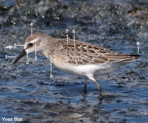 Bécasseau semipalmé (Calidris pusilla) de premier cycle Bécasseau semipalmé (Calidris pusilla) de premier cycle