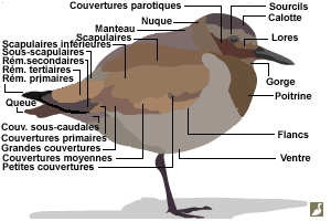 Topographie du plumage d'un limicole