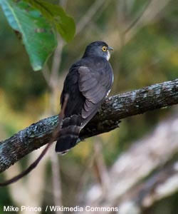 Coucou de Bock (Hierococcyx sparverioides)