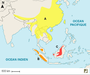 Aires de répartition des Coucous épervier (Hierococcyx sparverioides), de Bock (H. bocki) et des Penan (H. tiganada)