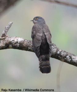 Coucou épervier (Hierococcyx sparverioides)