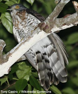 Coucou épervier (Hierococcyx sparverioides)