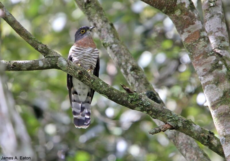 Description d’une nouvelle espèce d’oiseau vivant sur l’île de Bornéo, le Coucou des Penan