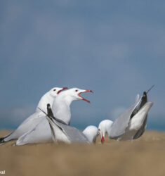 Onzième festival international ornithologique du delta de l’Èbre