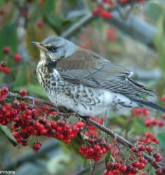 Journées Européennes de la Migration (Eurobirdwatch) 2025