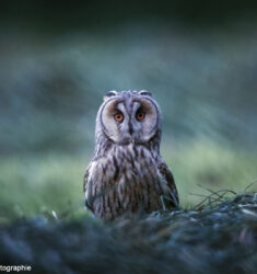 Neuvième Festival de la Photo Animalière (Festiphoto) de Rambouillet