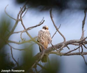Faucon kobez (Falco vespertinus) de première année 