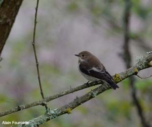 Gobemouche noir (Ficedula hypoleuca)