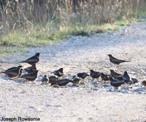 Merles à plastron (Turdus torquatus)