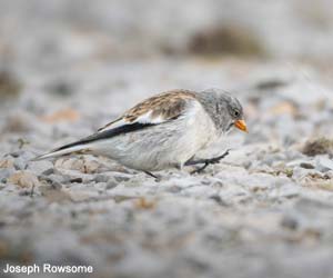 Niverolle alpine (Fringillla montifringilla)