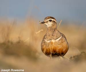 Pluvier guignard (Eudromias morinellus)