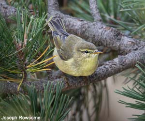 Pouillot fitis (Phylloscopus trochilus)