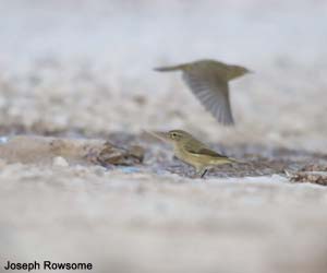 Pouillots véloces (Phylloscopus collybita)
