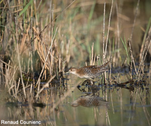 Marouette de Baillon (Zapornia pusilla) juvénile