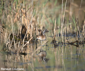 Marouette de Baillon (Zapornia pusilla) juvénile