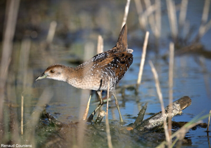 La Marouette de Baillon a de nouveau niché en 2025 sur les rives de l’étang de Canet ou de Saint-Nazaire (Pyrénées-Orientales)