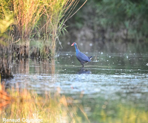 Talève sultane (Porphyrio porphyrio)