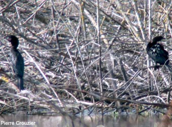 Cormorans pygmées (Microcarbo pygmaeus) Cormorans pygmées (Microcarbo pygmaeus)
