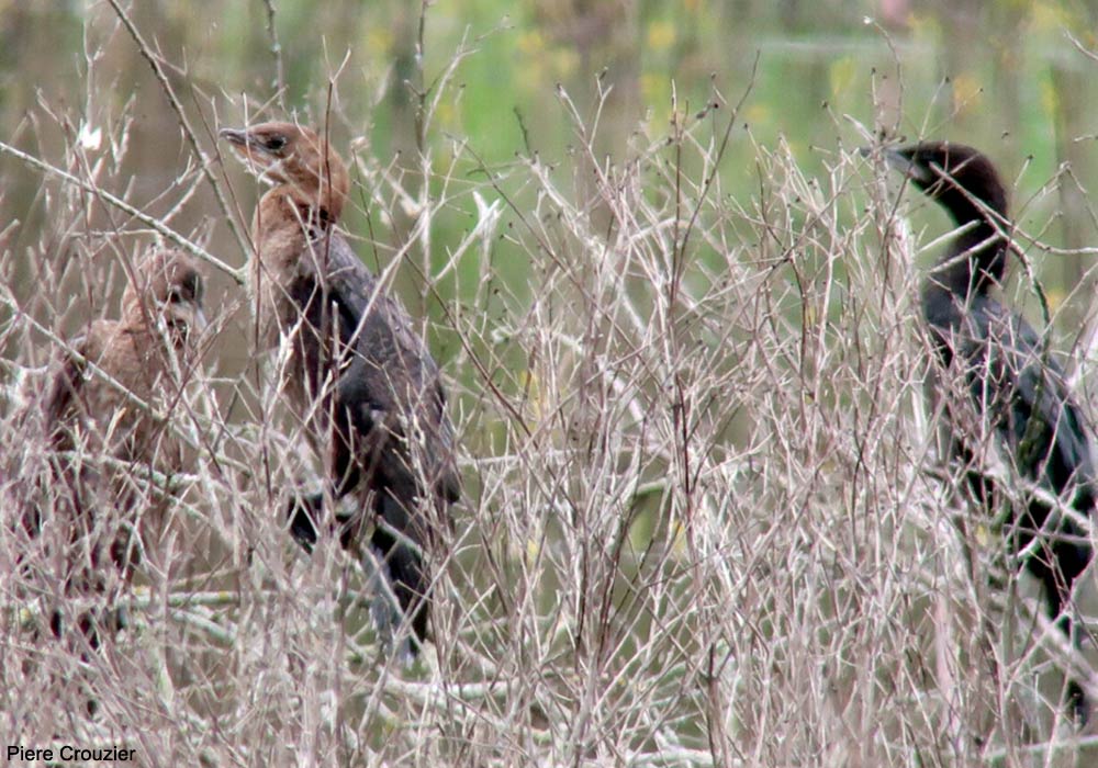 Cormorans pygmées (Microcarbo pygmaeus) adultes