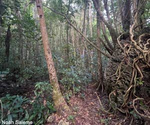 Vue de la forêt secondaire sur l'île d'Heniaar, dans l'archipel des Tayandu (Indonésie) Vue de la forêt secondaire sur l'île d'Heniaar, dans l'archipel des Tayandu (Indonésie)