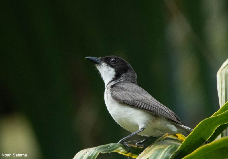 Redécouverte de la mystérieuse sous-espèce tianduana du Siffleur de Wallace, plus de 120 ans après sa description